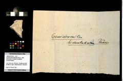 Foto (Objekt + Etikett) von Goniodromites bidentatus (Reuss, 1858)  (NHMW-GEO-1990-0041-3233)